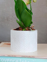 orquidea-baby-maceta-concreto-decoracion-plantas-de-interior-regalos-para-mujer-habibi-plantitas_4ecf628d-371e-4d4a-9402-b4bd19bba1dd.jpg